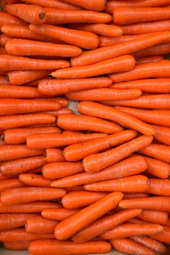Zanahoria